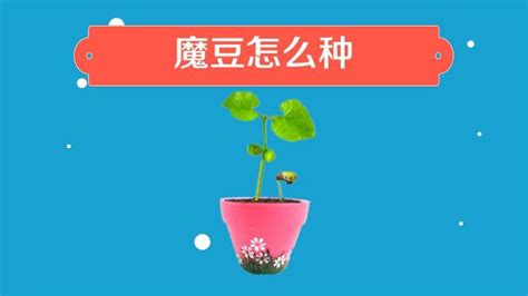 关于魔豆的种植方法?