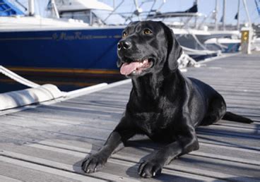 我家的大黑狗-状物作文400字（通用8则）