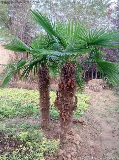 棕榈树皮如何养花