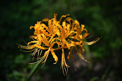 秦岭上一种根部像大蒜开黄色花的植物是什么品种