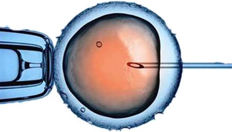 鲜胚冻胚囊胚哪个成功率高