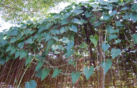 锦屏藤怎样种植?