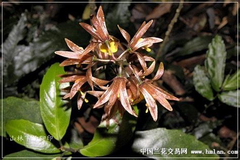 独叶白芨也称杜鹃兰吗?