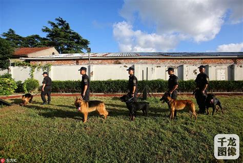 上海警犬训练基地