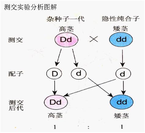 中学学科网生物网 中学学科网生物组卷网 宝宝计划官网