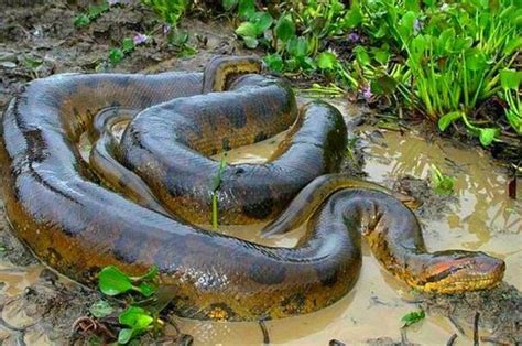 亚马逊最大的蛇