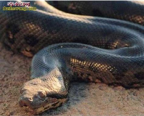 亚马逊最大的蟒蛇
