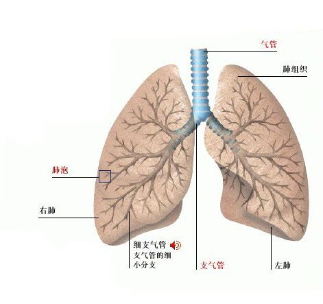 人有几个肺