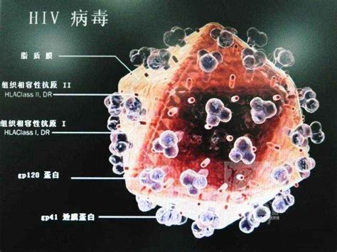 什么是艾滋病毒
