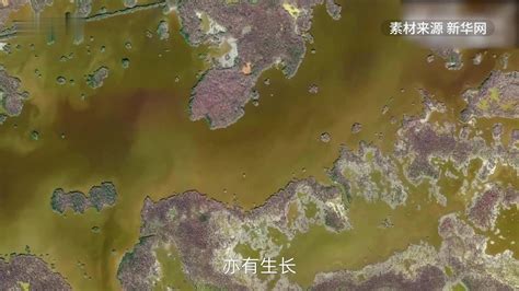 从太空看全球红树林治理配图