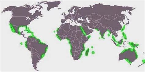 全球红树林自然分布