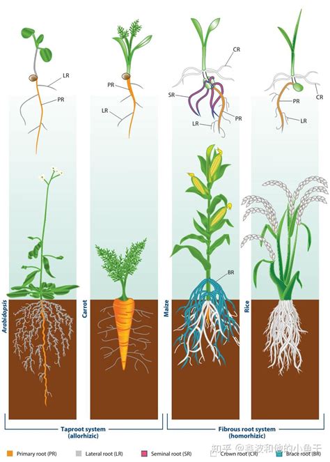 关于植物生长的论文