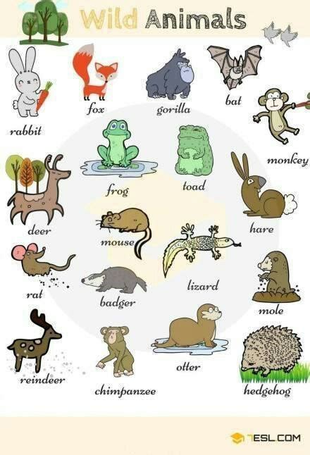 动物的英语单词有哪些