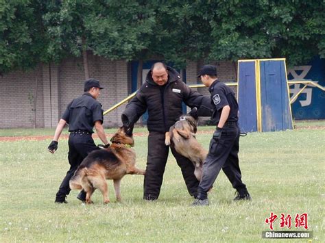 北京警犬训练基地