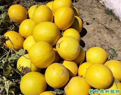 厚皮甜瓜品种介绍