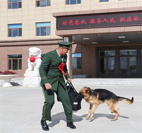 哈尔滨警犬训练基地
