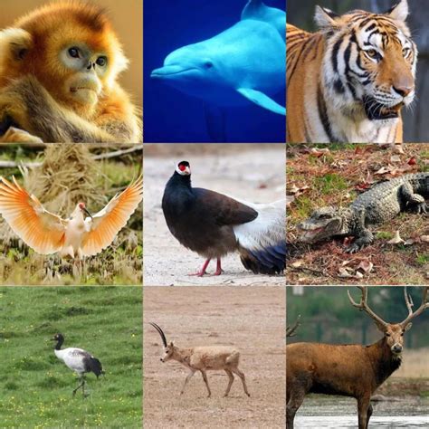 地球上有多少种动物