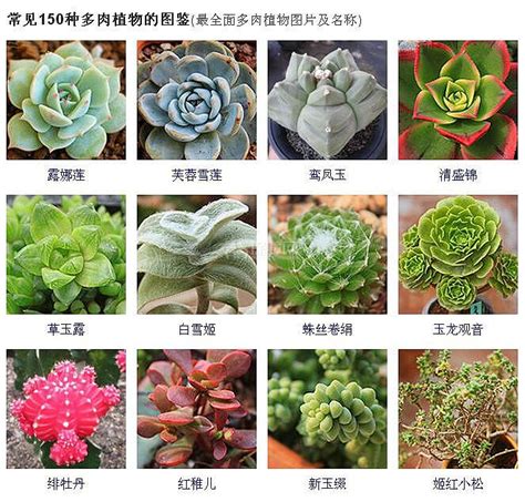 700种多肉植物图鉴 700种多肉植物图鉴pdf百度云 七月seo