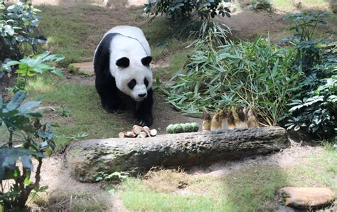 大熊猫安安在港离世
