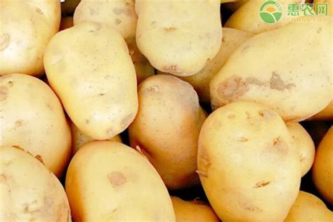 昆明土豆多少钱一斤