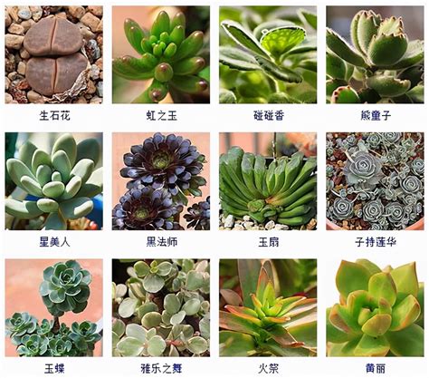 700种多肉植物图鉴 700种多肉植物图鉴pdf百度云 七月seo