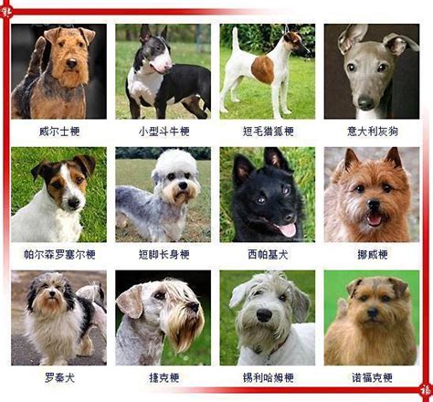 有哪些狗的品种