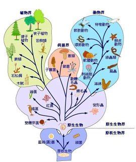 植物科属分类 植物科属分类依据 宝宝计划官网