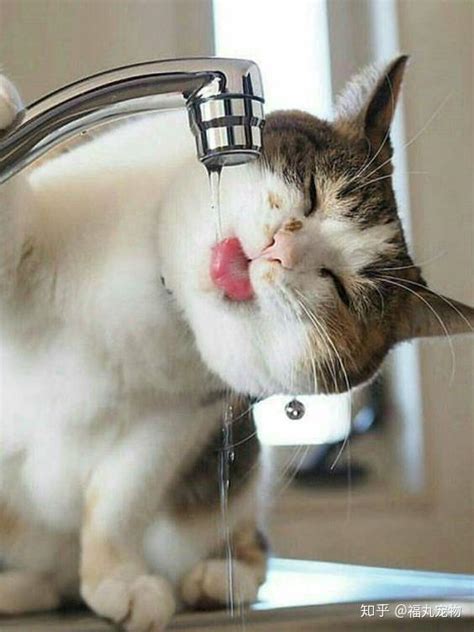 猫一天喝水量