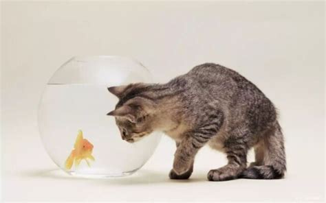 猫一天饮水量