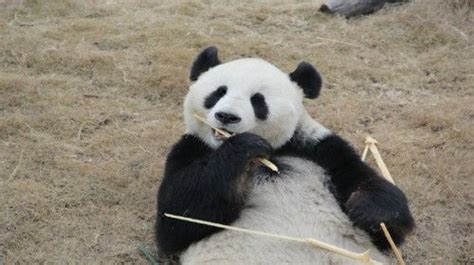 现在中国有多少只熊猫