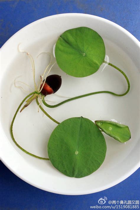 盆栽碗莲的养殖方法