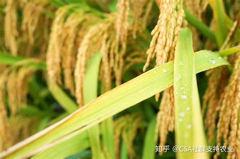 籼稻和粳稻的区别，特征、口感、淀粉成分都有明显差异