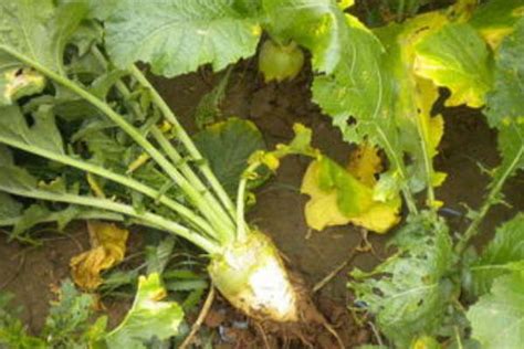芥菜疙瘩的种植方法