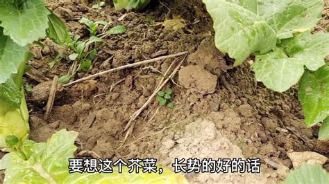 芥菜种植方法步骤