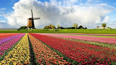 荷兰留学一年需要多少费用配图