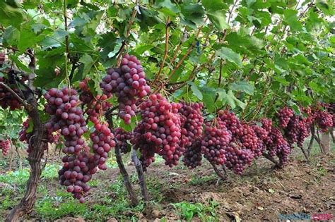葡萄怎么栽种配图