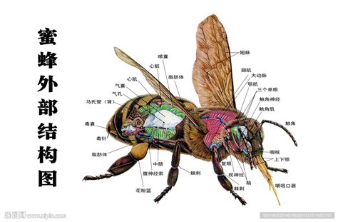 蜜蜂各部位名称图解 蜜蜂身体部位名称图片 绝地求生港