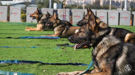 警犬训练基地建设标准