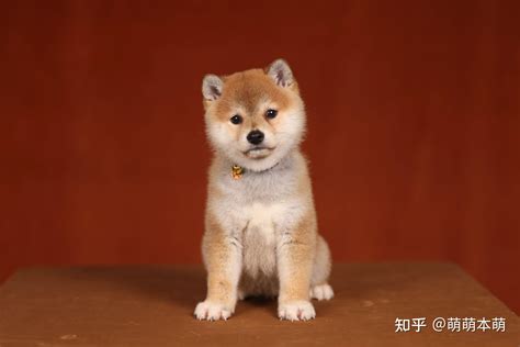 豆柴和柴犬的区别 豆柴和柴犬的区别在 绝地求生港