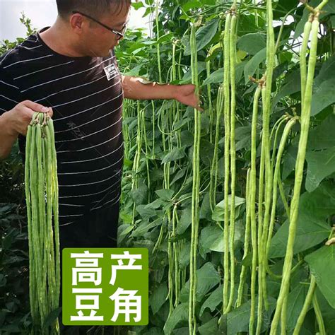 长豆角种子怎么种植
