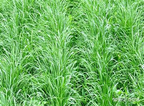 黑麦草种植方法和时间