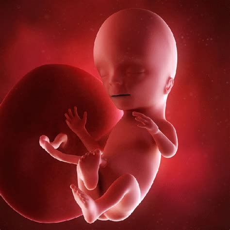 1个月时胎儿