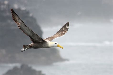 albatross信天翁