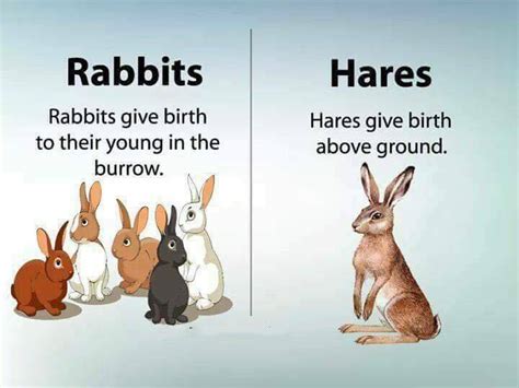 hare和rabbit的区别