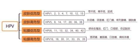 hpv高危型基因阳性