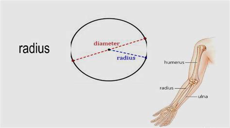 radius是什么意思