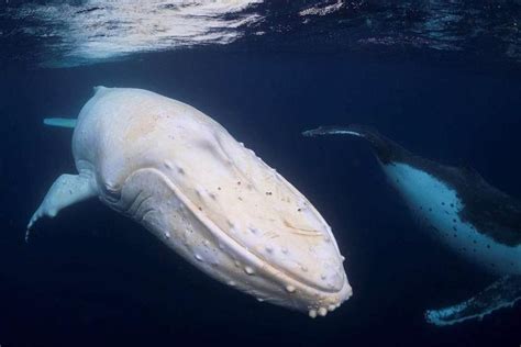 the white whale