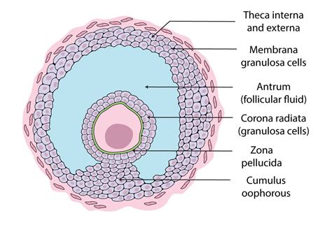 theca cell