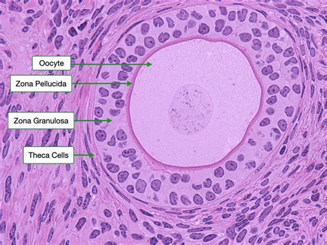 theca cells
