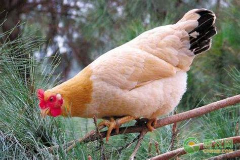 中国最贵的鸡品种